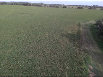 campo mixto en venta