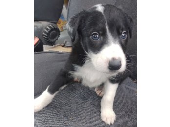 Cachorros 1/2 border collie