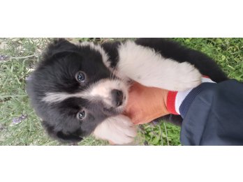 Cachorros border collie 343 4250138