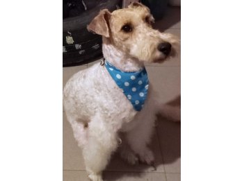 Perro Fox terrier