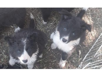 Border collie