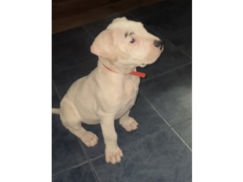 Cachorra dogo argentino