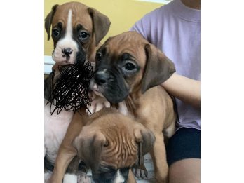 Boxer cachorras