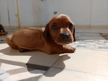 Cachorros Salchicha