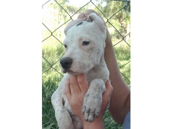 Cachorros media sangre Dogo Argentino