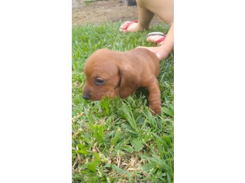 Hermosos cachorritos salchicha mini