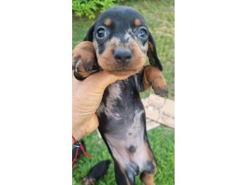 Salchichas mini arlequin