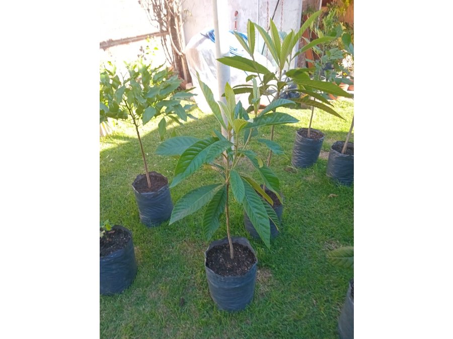 vendo o regalo arbolitos