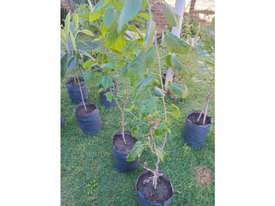 vendo o regalo arbolitos
