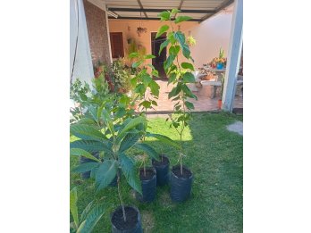 vendo o regalo arbolitos