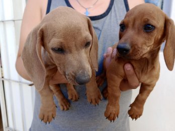 Cachorritos salchicha disponibles