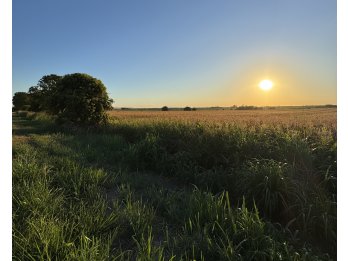 EN VENTA CAMPO AGRICOLA SOBRE RUTA 11 ZONA VALLE MARIA