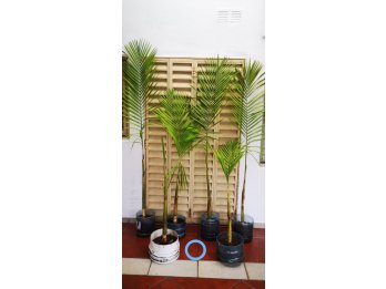 Palmeras Real Australiana 🌴 y Dracena 🌿. EL MEJOR PRECIO🏷