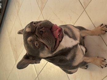 Bulldog Francés busca novia