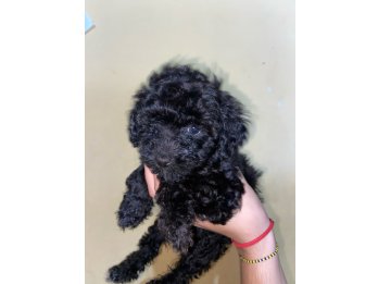 Caniche micro HERMOSOS