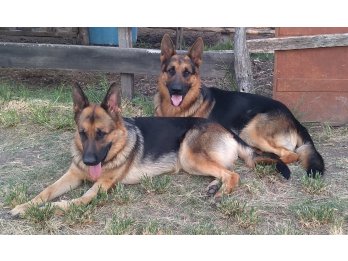 cachorros de ovejeros aleman