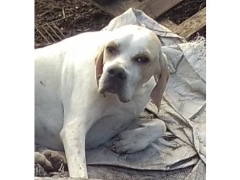 Cachorro pointer inglés