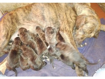 Cachorros BANDOG base fila brasilero