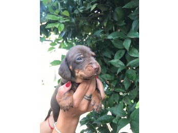 Dachshund mini
