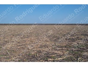 En venta 235has de campo - zona Las Tunas - Entre Ríos