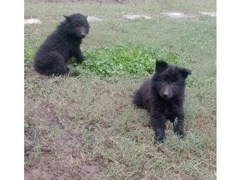 Cachorra Ovejero Belga Groenendael Con Pedigree FCA 75 dias