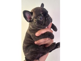 Bulldog frances cachorros