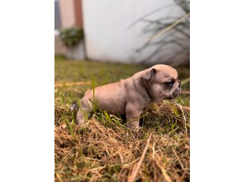 Machitos Bulldog Francés