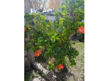 VENDO CASA HASENKAMP EXCELENTE UBICACION CENTRICA