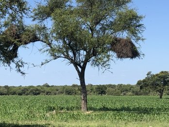 CAMPO AGRÍCOLA GANADERO EN ANTONIL THOMAS DPTO PARANA