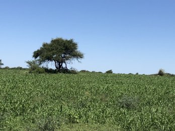 CAMPO AGRÍCOLA GANADERO EN ANTONIO THOMAS DPTO PARANA