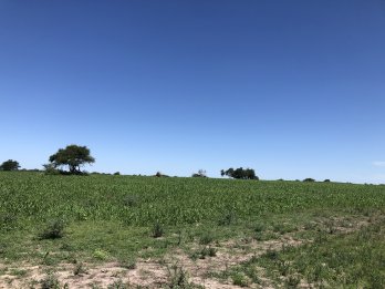 CAMPO AGRÍCOLA GANADERO EN ANTONIO THOMAS DPTO PARANA