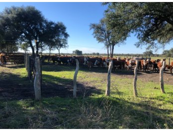 CAMPO AGRÍCOLA GANADERO EN ANTONIO THOMAS DPTO PARANA