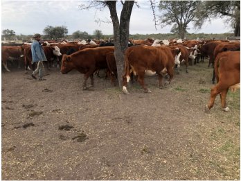 CAMPO AGRÍCOLA GANADERO EN ANTONIO THOMAS DPTO PARANA