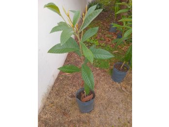 vendo y regalo arbolitos