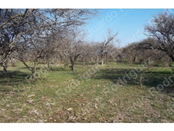 En venta 235has de campo - zona Las Tunas - Entre Ríos