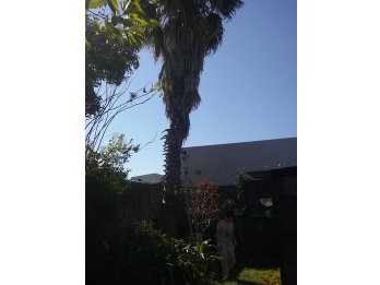 DESMALEZADOS - LIMPIEZA - PODAS - EXTRACCION