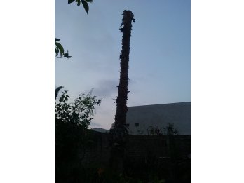 DESMALEZADOS - LIMPIEZA - PODAS - EXTRACCION