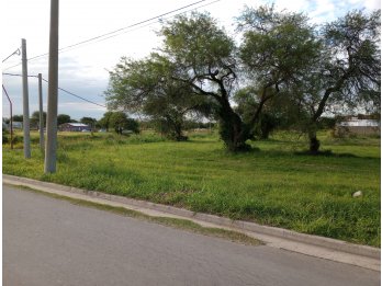 Dueño Vende Oro Verde Oasis II