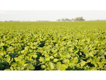 Vendo En La Paz 35 hectáreas Agricolas