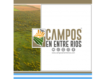 Campo Mixto en Venta. 386 Ha Hernandarias, La Paz Entre Rios