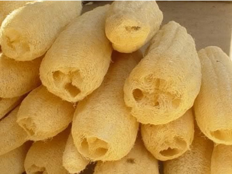 Venta de esponjas
