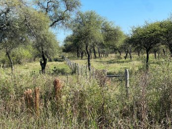 CAMPO GANADERO EN VENTA  - 118 HAS - BOVRIL, DPTO LA PAZ