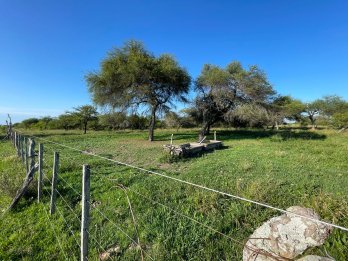 CAMPO GANADERO EN VENTA  - 118 HAS - BOVRIL, DPTO LA PAZ