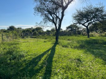CAMPO GANADERO EN VENTA  - 118 HAS - BOVRIL, DPTO LA PAZ