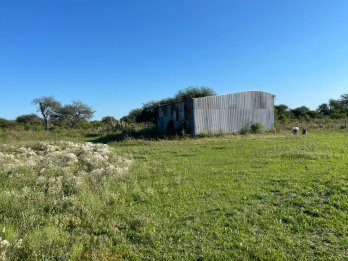 CAMPO GANADERO EN VENTA  - 118 HAS - BOVRIL, DPTO LA PAZ