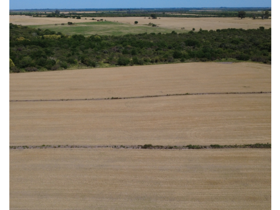 Campo en venta – 119,5 hectáreas en Gdor. Sola