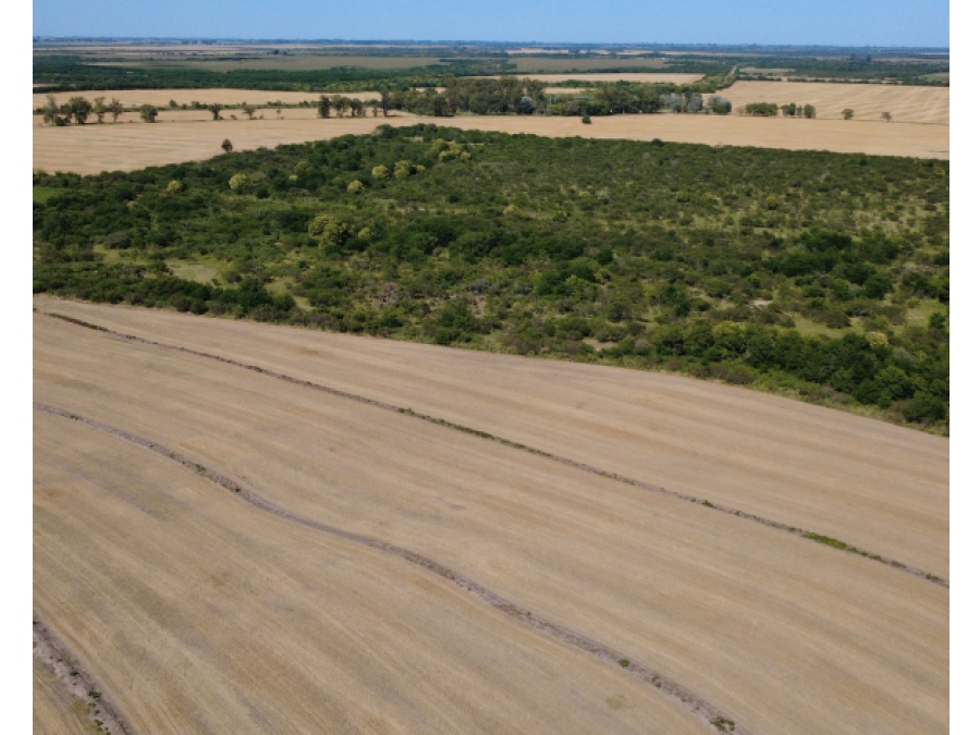 Campo en venta – 119,5 hectáreas en Gdor. Sola