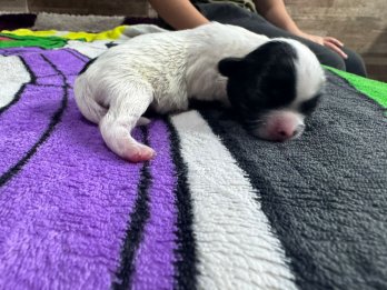 Mini shitzu disponible