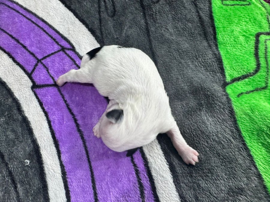 Mini shitzu disponible