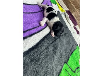Mini shitzu disponible